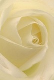 This evocative close-up draws you deep into the heart of a cream-ivory rose, inviting a sense of intimacy and serenity as though you were nestled within its embrace-just as one might discover in a quiet corner near Enfield Market. Each petal unfurls in a gentle spiral, their matte, almost translucent edges glistening with the faintest trace of light, evoking the feel of morning dew on the Town's Green. Soft shadows create layers of depth and quiet drama, while the entire bloom radiates the peaceful ambiance of early dawn in Enfield. The understated, sweet fragrance seems to linger in the air-delicate, soothing, and pure. For the local florist, this rose is the embodiment of reverence and artistry, often chosen to convey sympathy, respect, or to mark a hopeful new beginning in the Enfield community. Its flawless curves and careful composition reveal the thoughtful hand behind every meaningful arrangement, each bouquet crafted to reflect the unique occasions and gentle emotions of everyday life in this historic London borough. The experience is more than visual; it's a sensory journey-one that speaks of warmth, care, and the enduring beauty found in every carefully arranged rose.